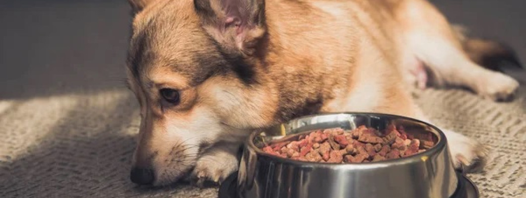 Чому собака не хоче їсти сухий корм : розбираємося в причинах