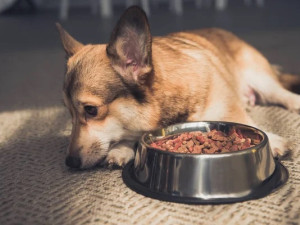 Чому собака не хоче їсти сухий корм : розбираємося в причинах