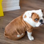 англійський бульдог