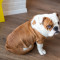 buldog