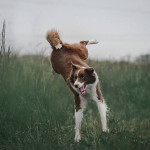 собака на полюванні