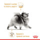 Сухий корм для дорослих собак породи Померанський шпіцROYAL CANIN POMERANIAN ADULT 0.5 кг