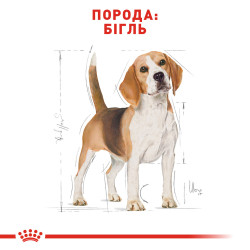 Корм для дорослих собак породи Бігль ROYAL CANIN BEAGLE ADULT 3 кг